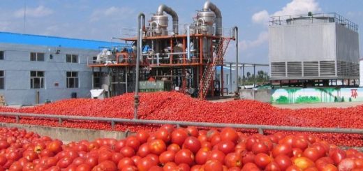 tomate industriel Tunisie.jpg